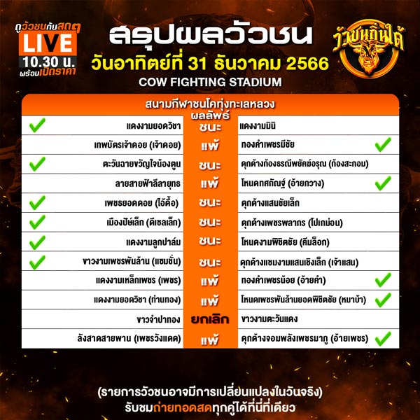 วัวชน ถ่ายทอดสด