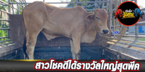 เว็บวัวชน