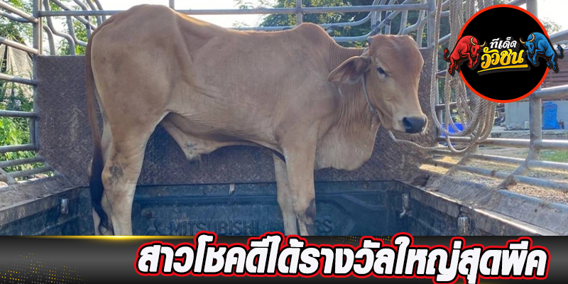 เว็บวัวชน