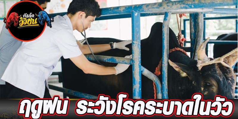 ดูวัวชนสด