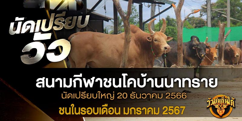 ชนวัววันนี้