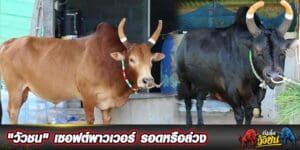 วัวชนวันนี้