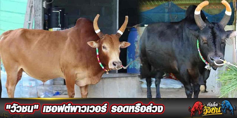 วัวชนวันนี้