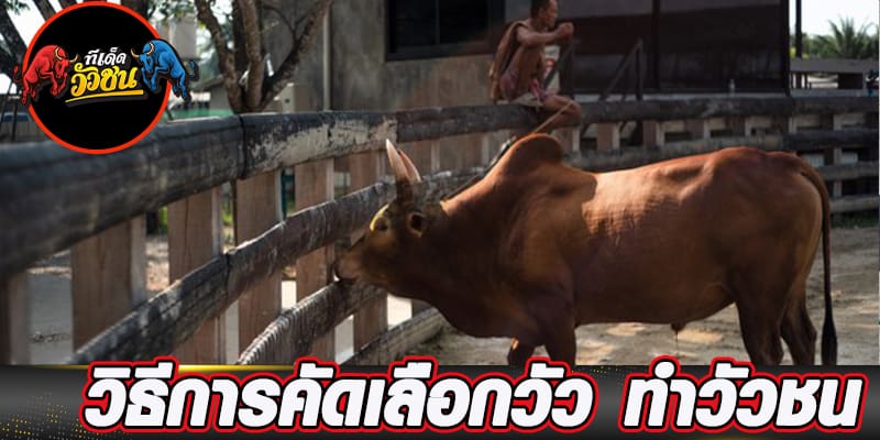 ชนวัววันนี้