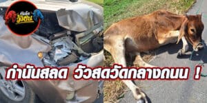 ดูวัววัว